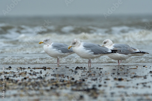 seagulls on the beach