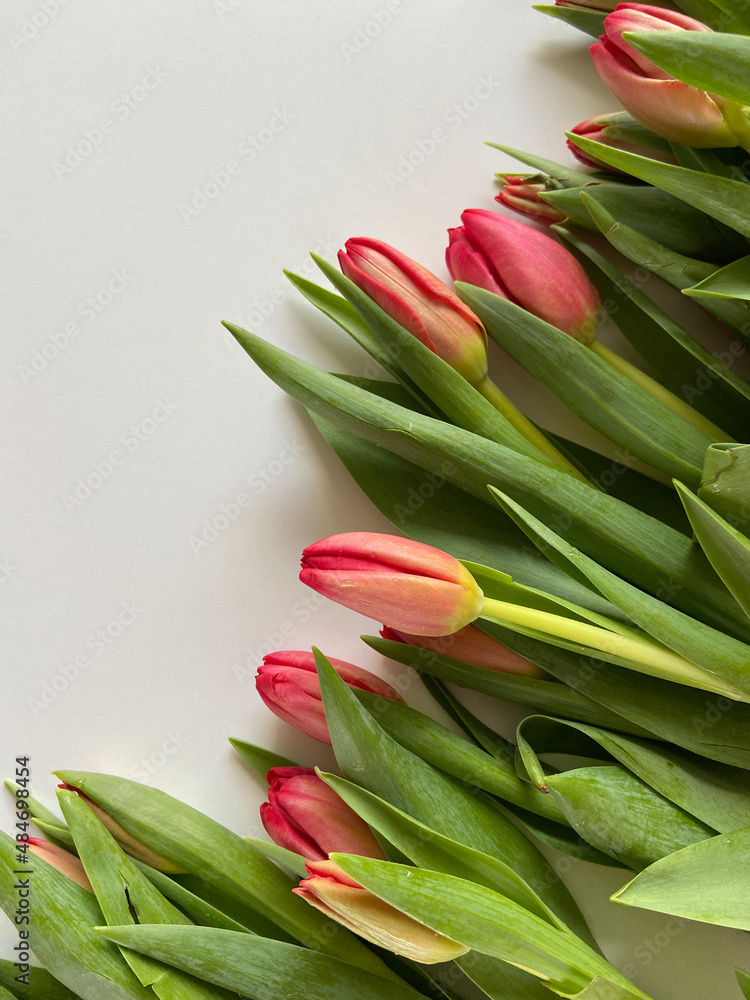 Red tulips on a light background and space for text Red tulips on a light background and space for text