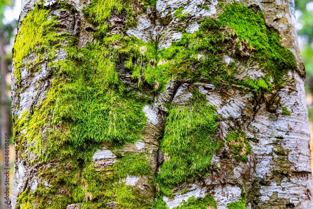 Moss on trees in a forest in Ukraine sheltered by leaves Moss on trees in a forest in Ukraine sheltered by leaves