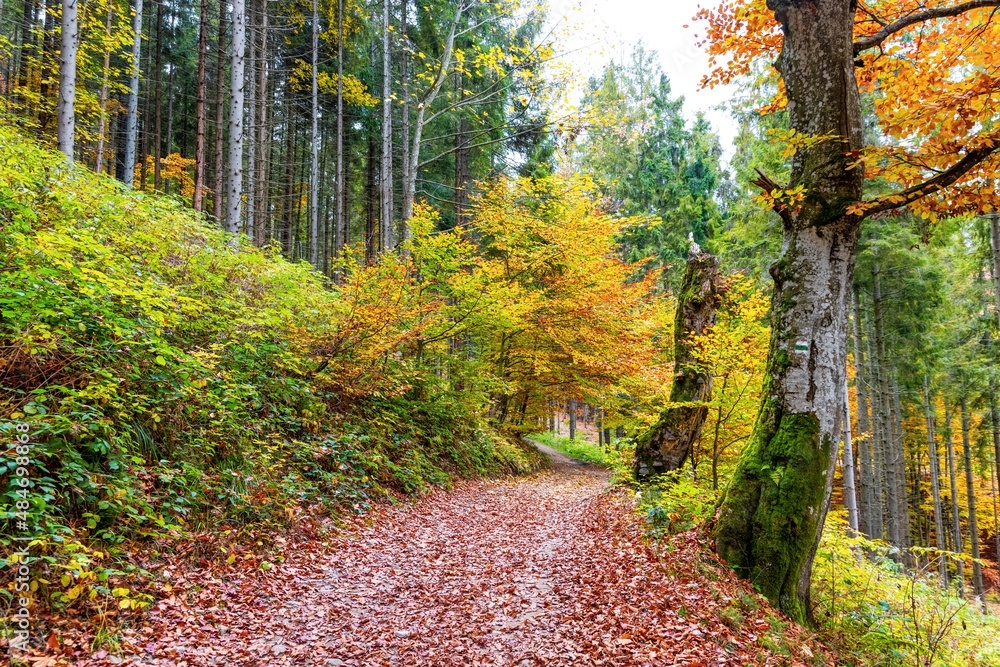 Fototapeta premium Forest and a path strewn with trees in the Ukrainian mountains