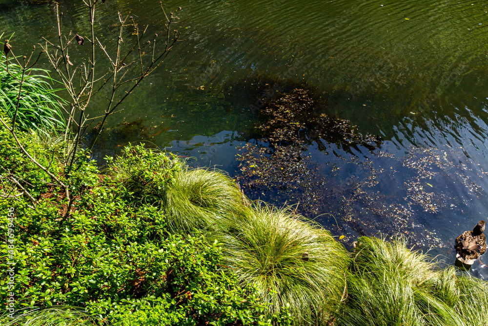 Views while walking around the gardens. Pukekura Park, Taranaki, New Zealand Views while walking around the gardens. Pukekura Park, Taranaki, New Zealand