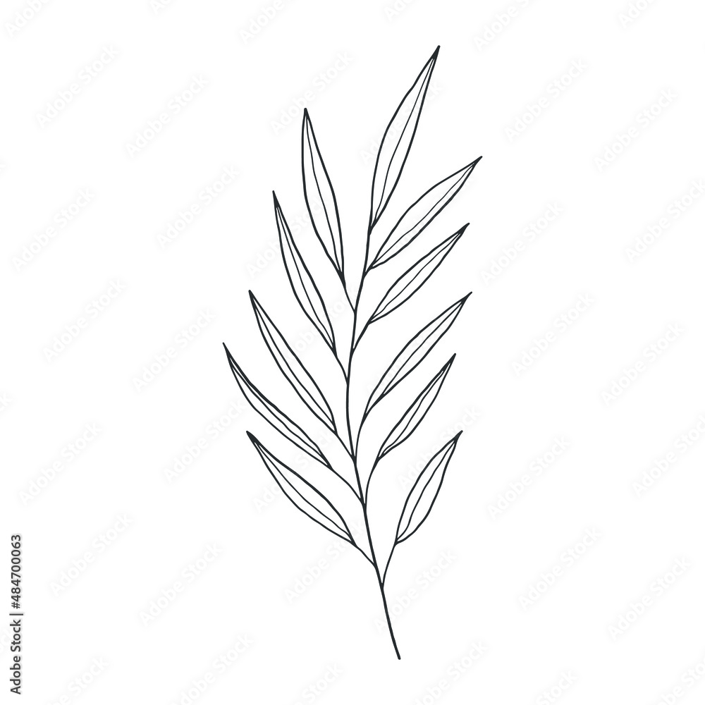 collection forest fern eucalyptus art foliage natural
leaves herbs in line style. Decorative beauty, elegant illustration
for design: Vector flower Botanical collection forest fern eucalyptus art foliage natural
leaves herbs in line style. Decorative beauty, elegant illustration
for design: Vector flower Botanical