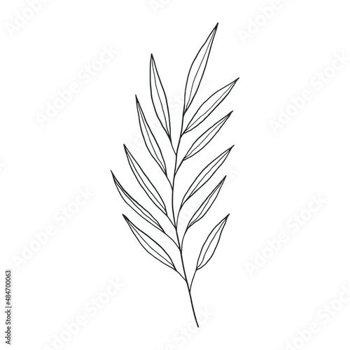 collection forest fern eucalyptus art foliage natural leaves herbs in line style. Decorative beauty, elegant illustration for design: Vector flower Botanical