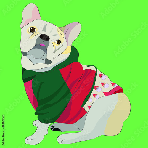 dog with christmas costume