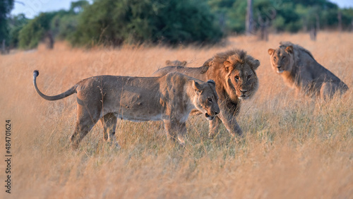 A lion couple standing in a dry savannah in pastel-colored morning light, watched by the rest of the lion pride.