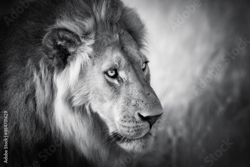 Black and white portrait of  wild male of cape lion, Panthero leo melanochaita,  with dark mane, bright eyes, side view, art processing.