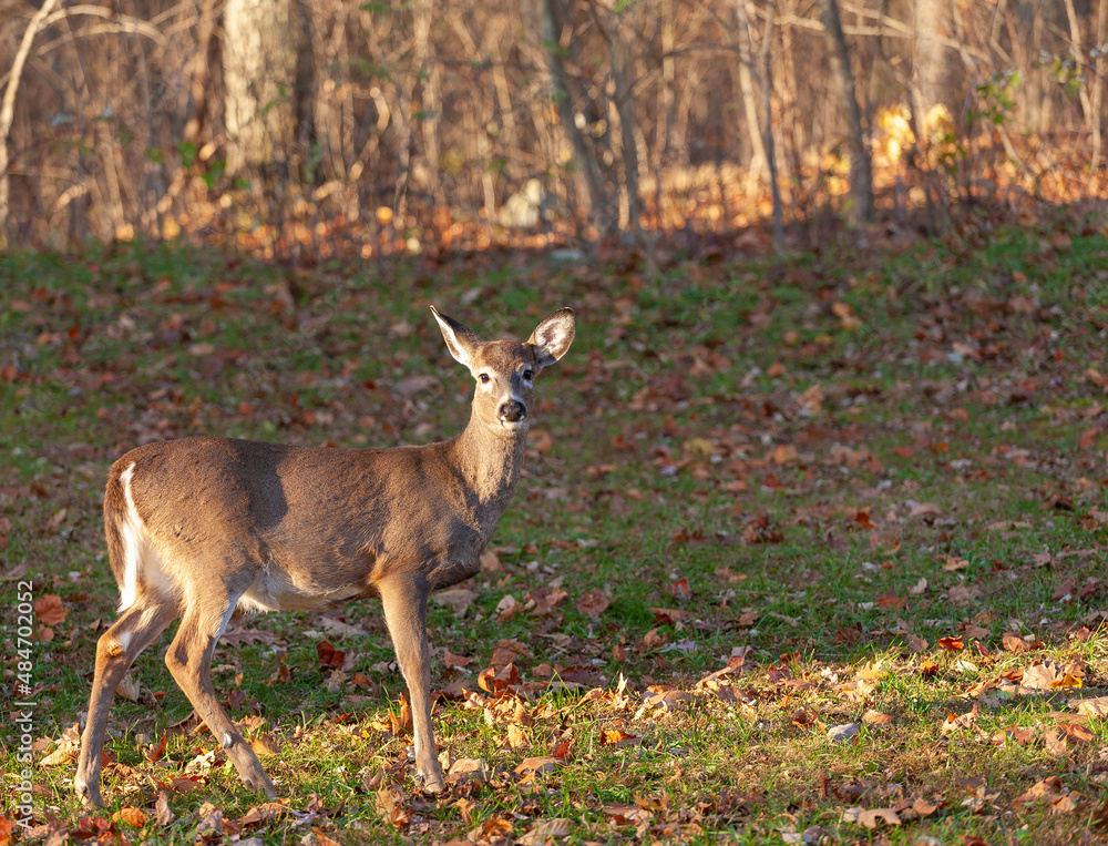White tail deer near a forest edge White tail deer near a forest edge