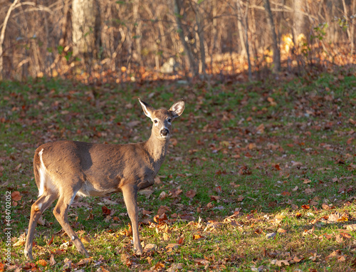 White tail deer near a forest edge