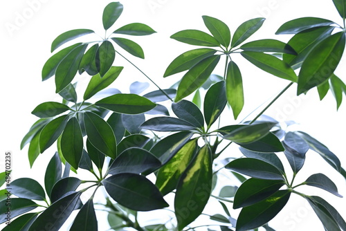 pianta verde foglie 