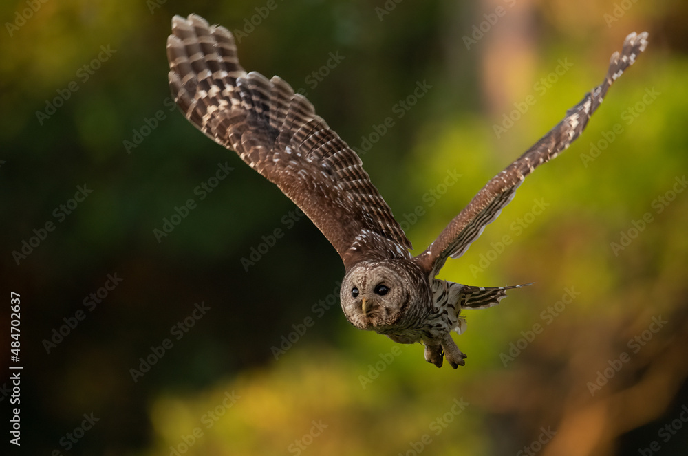 Fototapeta premium A barred owl in Florida 