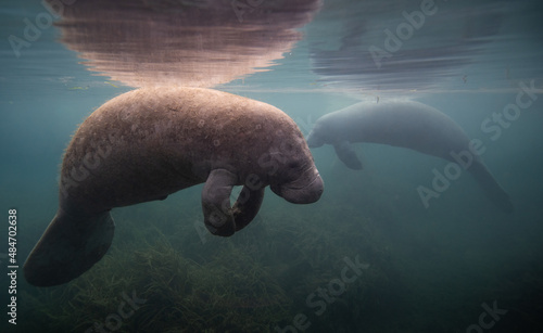 Canvas Print A manatee underwater in Florida