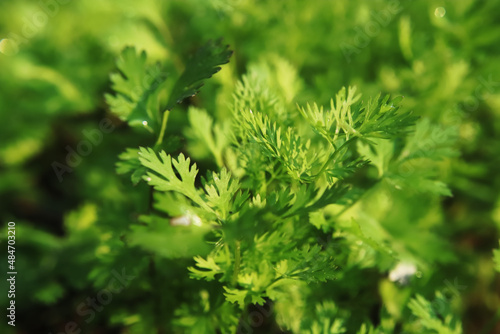 Coriander is an annual herb in the family Apiaceae. It is also known as Chinese parsley, dhania or cilantro. All parts of the plant are edible. photo