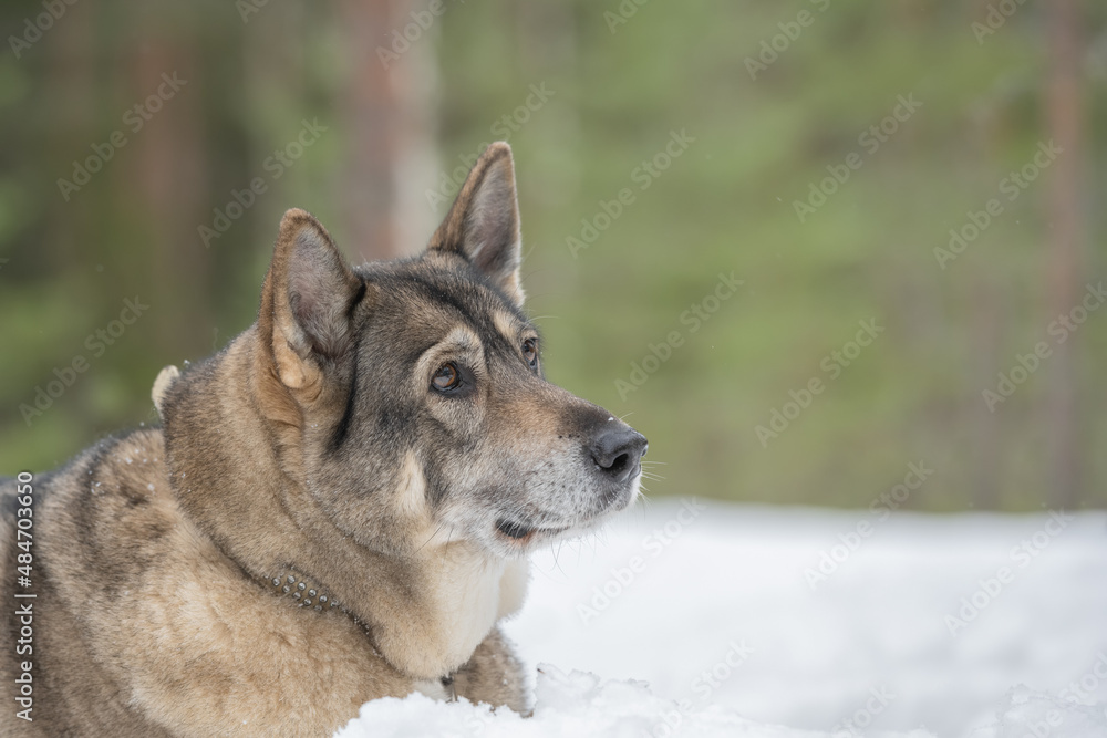 Portrait of a West Siberian Laika dog in snowy forest in Finland Portrait of a West Siberian Laika dog in snowy forest in Finland