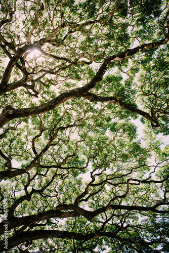 Koa Tree Branches Spread and Reach To The Sky photo