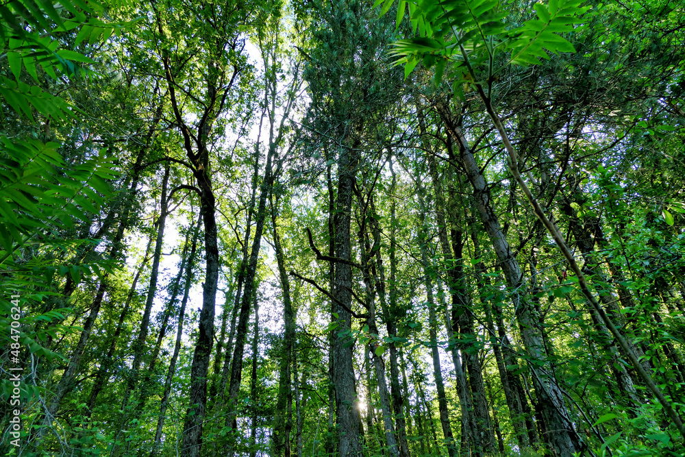 Looking up into a sweet chestnut and pine tree woodland
Looking up into a sweet chestnut and pine tree woodland