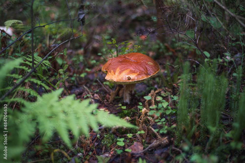 an edible mushroom growing alone in the forest an edible mushroom growing alone in the forest