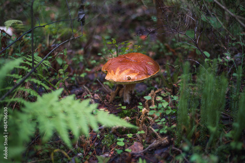 an edible mushroom growing alone in the forest 