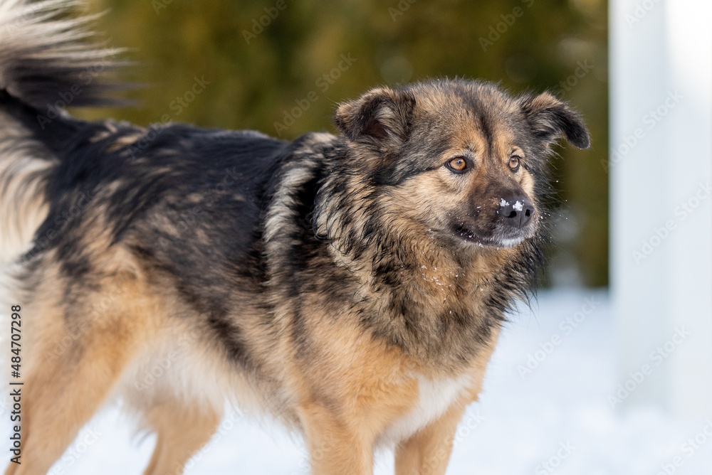 portrait of a fluffy mongrel portrait of a fluffy mongrel