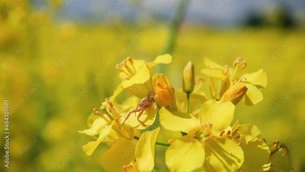 A little spider hides behind a rapeseed flower, 500 fps slow motion A little spider hides behind a rapeseed flower, 500 fps slow motion