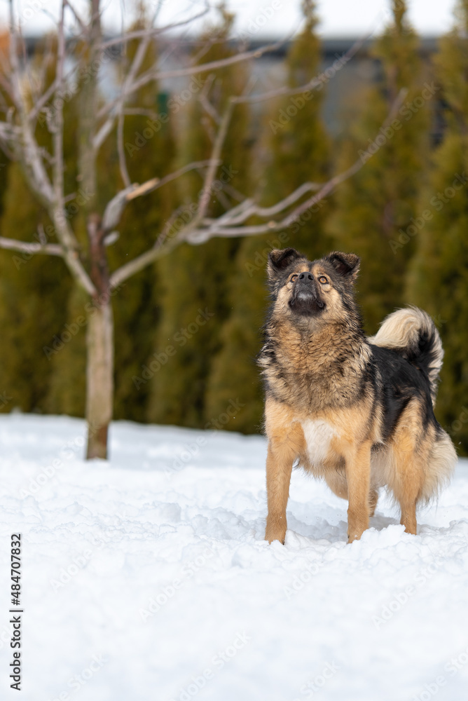 Fluffy brown dog stands on the snow near the tree and looks up Fluffy brown dog stands on the snow near the tree and looks up