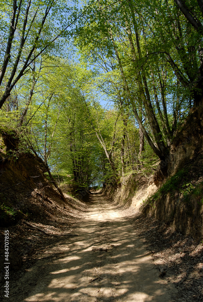 Unpaved road between fields, Poland Unpaved road between fields, Poland