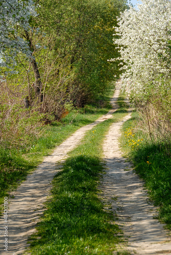 Dirt road between flowering trees, Poland