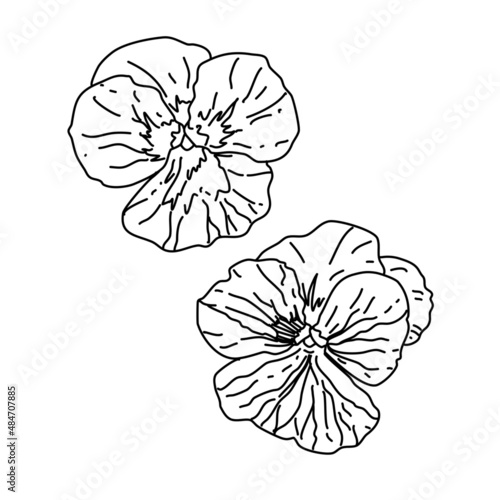 Vector illustration, flowers isolated on a white background.
