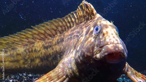 The Rusty blenny or Black Sea blenny (Parablennius sanguinolentus), the fish often breathes with gills, close-up photo