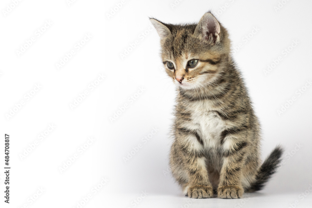 Funny small cute kitten on white background. with copy space