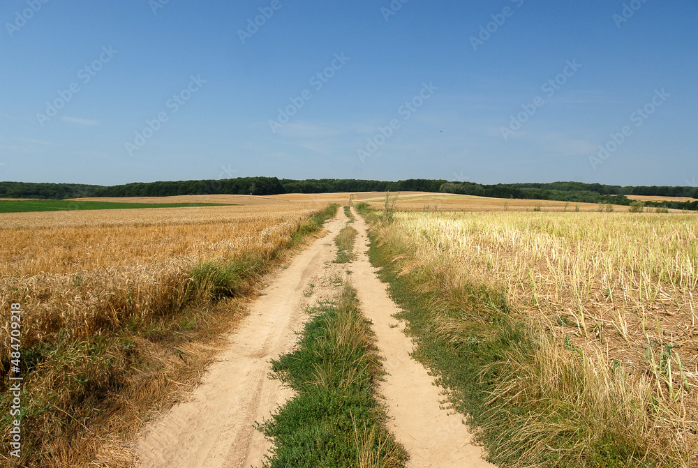 Unpaved road between fields, Poland