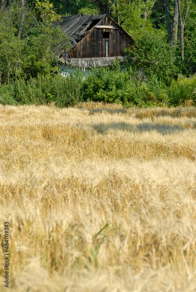 Landscape with fields of grain, Poland Landscape with fields of grain, Poland