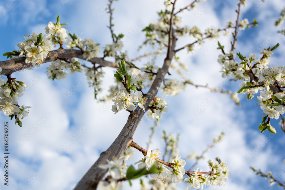 A large plum branch covered with white flowers growing towards the clouds. Spring A large plum branch covered with white flowers growing towards the clouds. Spring