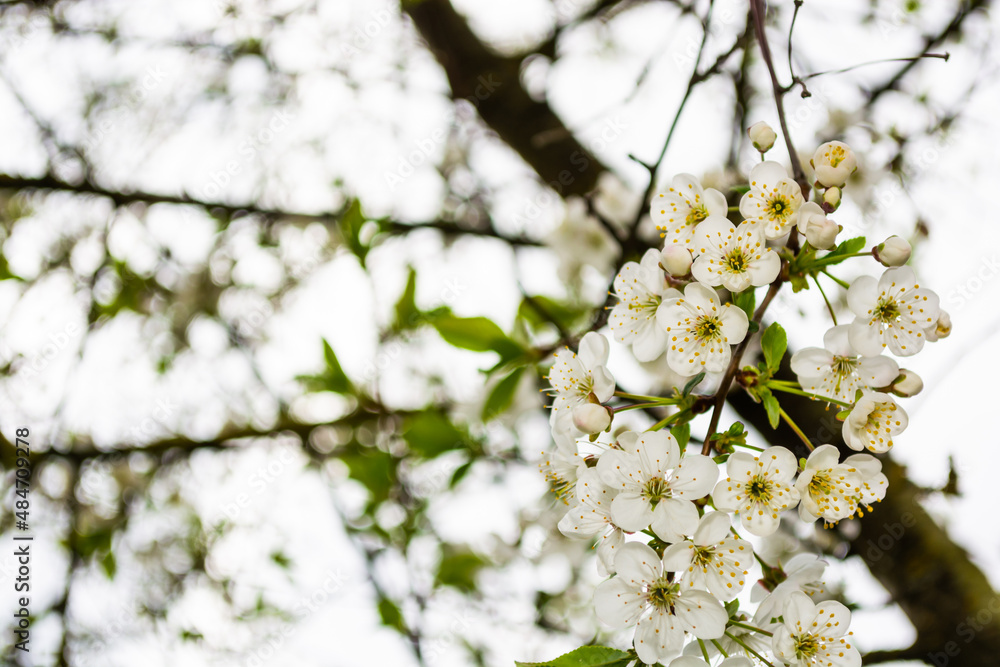 Cherry white flowers on a branch close-up against a pale sky. Selective focus. Spring Cherry white flowers on a branch close-up against a pale sky. Selective focus. Spring
