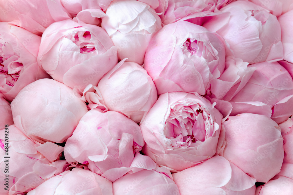 Pink fresh peonies background. Beautiful freshly cut bouquet of peony buds  for online store, greeting card, wallpaper. Flower delivery and flower shop  concept Stock Photo | Adobe Stock