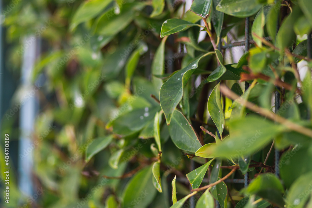 Close-up of a beautiful fresh bush branch with green leaves, soft focus Close-up of a beautiful fresh bush branch with green leaves, soft focus