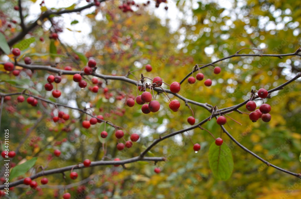 Red little Paradise apples on branch after the rain.Photo outdoors. Autumn wild nature photo Red little Paradise apples on branch after the rain.Photo outdoors. Autumn wild nature photo