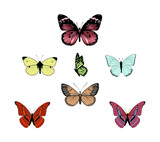 Set Of Colorful Butterflies Vector Iluustration