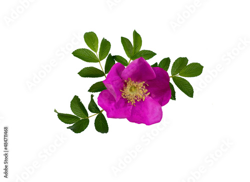 Purple rosehip flower with green leaves isolated on a white background