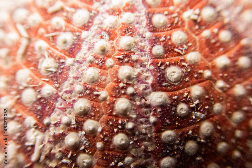 Red sea urchin shell macro detail Red sea urchin shell macro detail