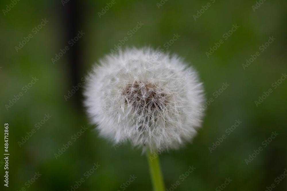 Dandelion