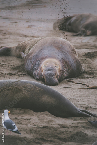 Elephant seal behavior seen in San Simeon, CA.