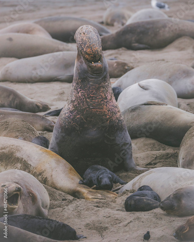 Elephant seal behavior seen in San Simeon, CA.