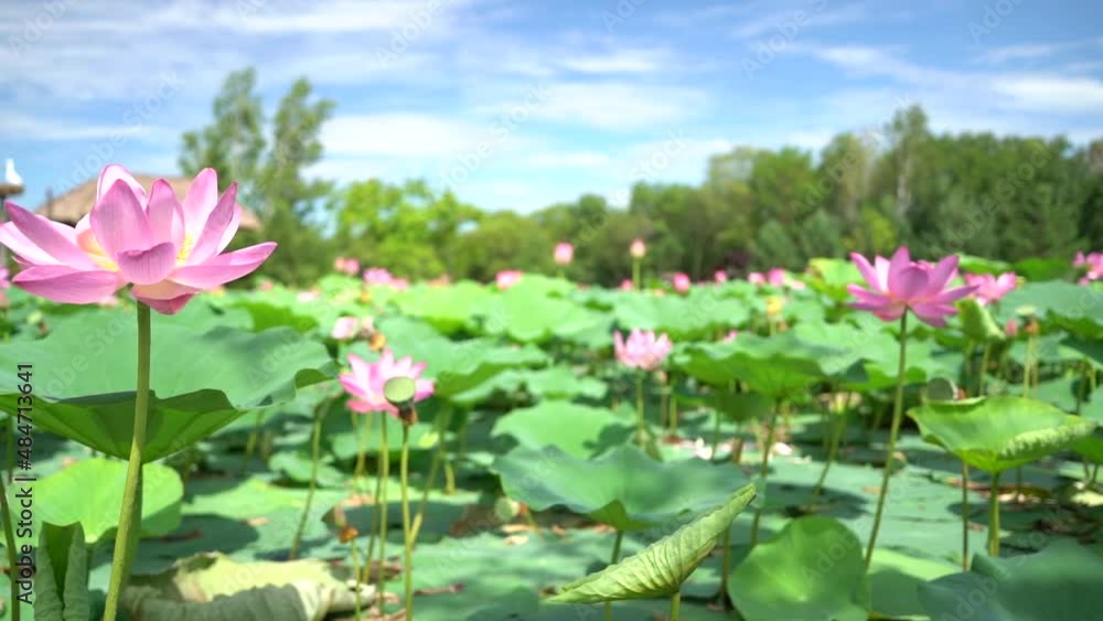 Lotus Lake in the Russian Far East. A park area with a lake where lotuses bloom in August. Village houses in the distance. Lotus Lake in the Russian Far East. A park area with a lake where lotuses bloom in August. Village houses in the distance.