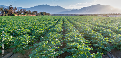 Morning on field with potato plants and system of irrigation. The photo depic...