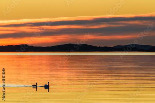 Swan birds swimming in sea © Mikael