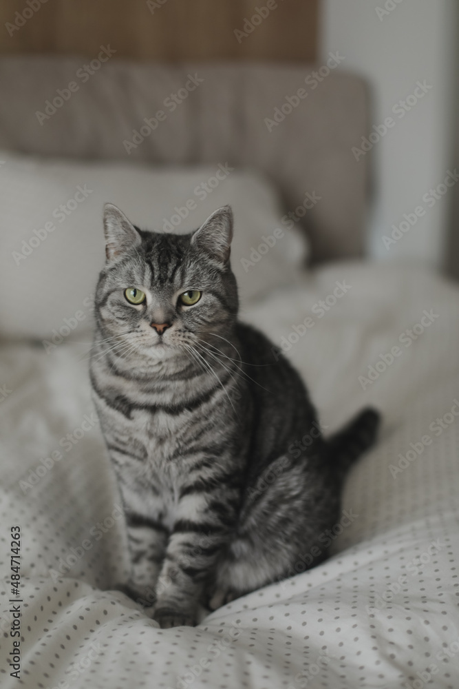 Cute Scottish straight cat in bed at home. Cat Portrait. Cute cat indoor shooting