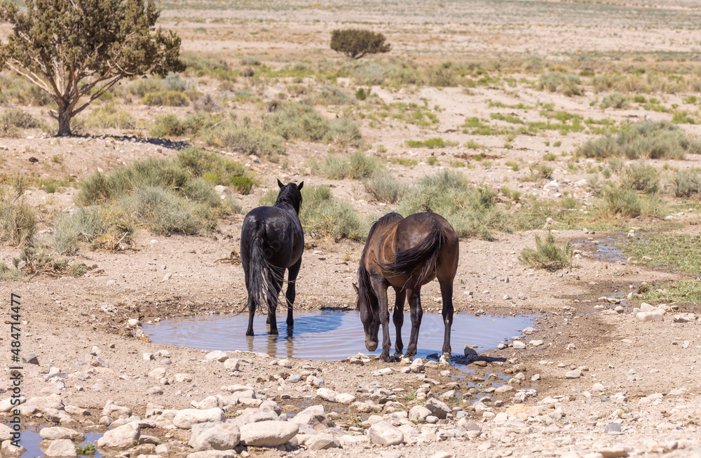 Fototapeta premium Wild Horses at a Utah Desert Waterhole in Summer
