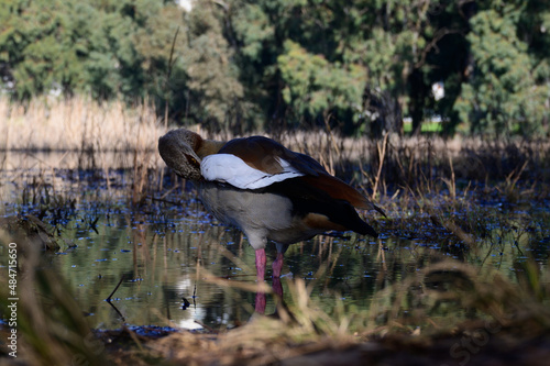 Beautiful Egyptian goose, duck, flew to the Winter Lake in Netanya