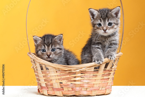 Two kittens are sitting in a wicker basket. Studio shooting of animals.