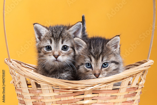 Two kittens are sitting in a wicker basket. Studio shooting of animals.